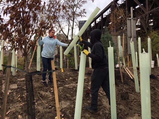 Students planting trees