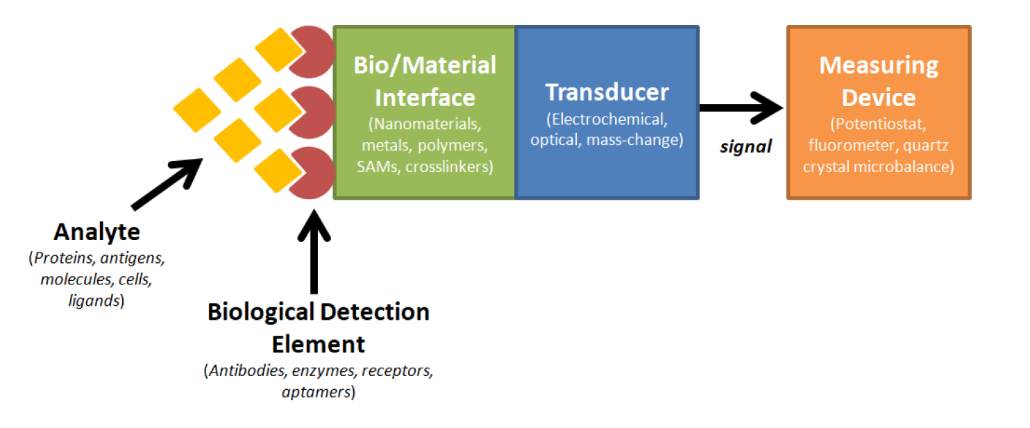 Components of a biosensor