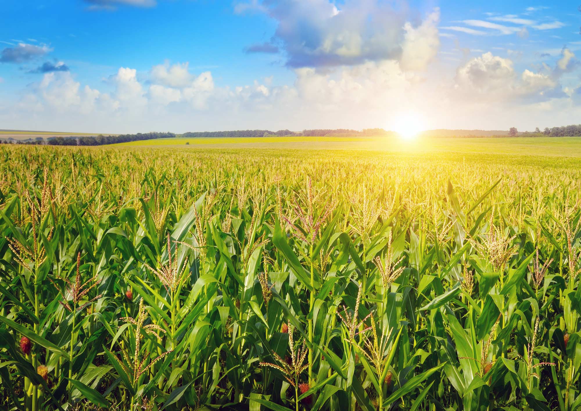 cornfield
