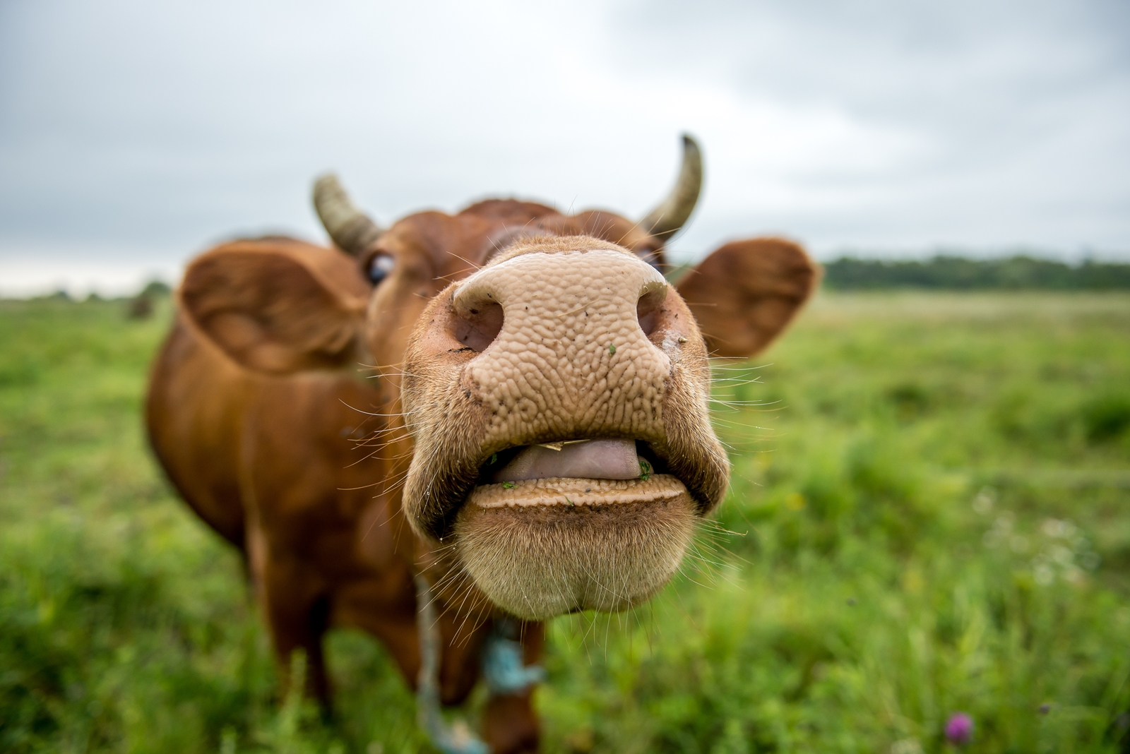 Happy Cow eating grass in a meadow in summer