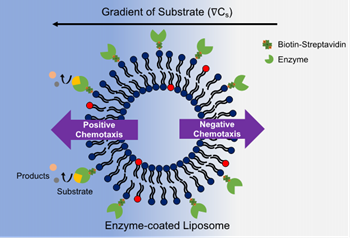 Enzyme coated Liposome Motors