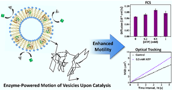 Enzyme Powered Vesicles