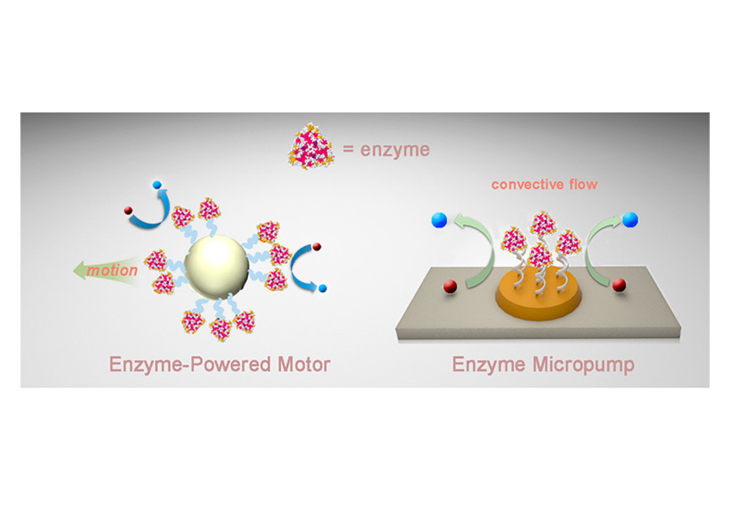 Enzyme powered motor and Micropump