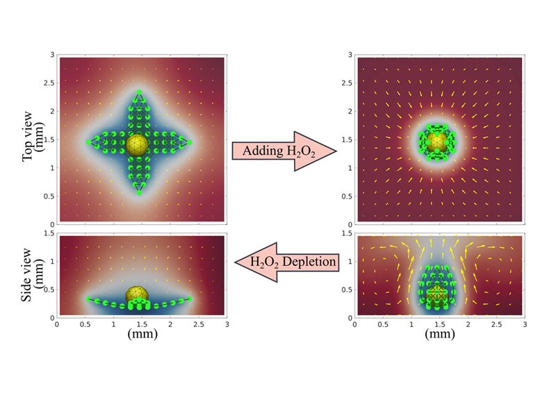 self-propelled chemically active sheets