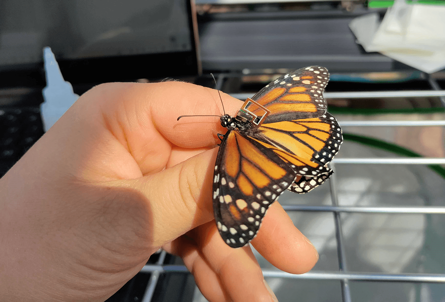 Butterfly with mSAIL attached. (Credit: Tierney Shaible)