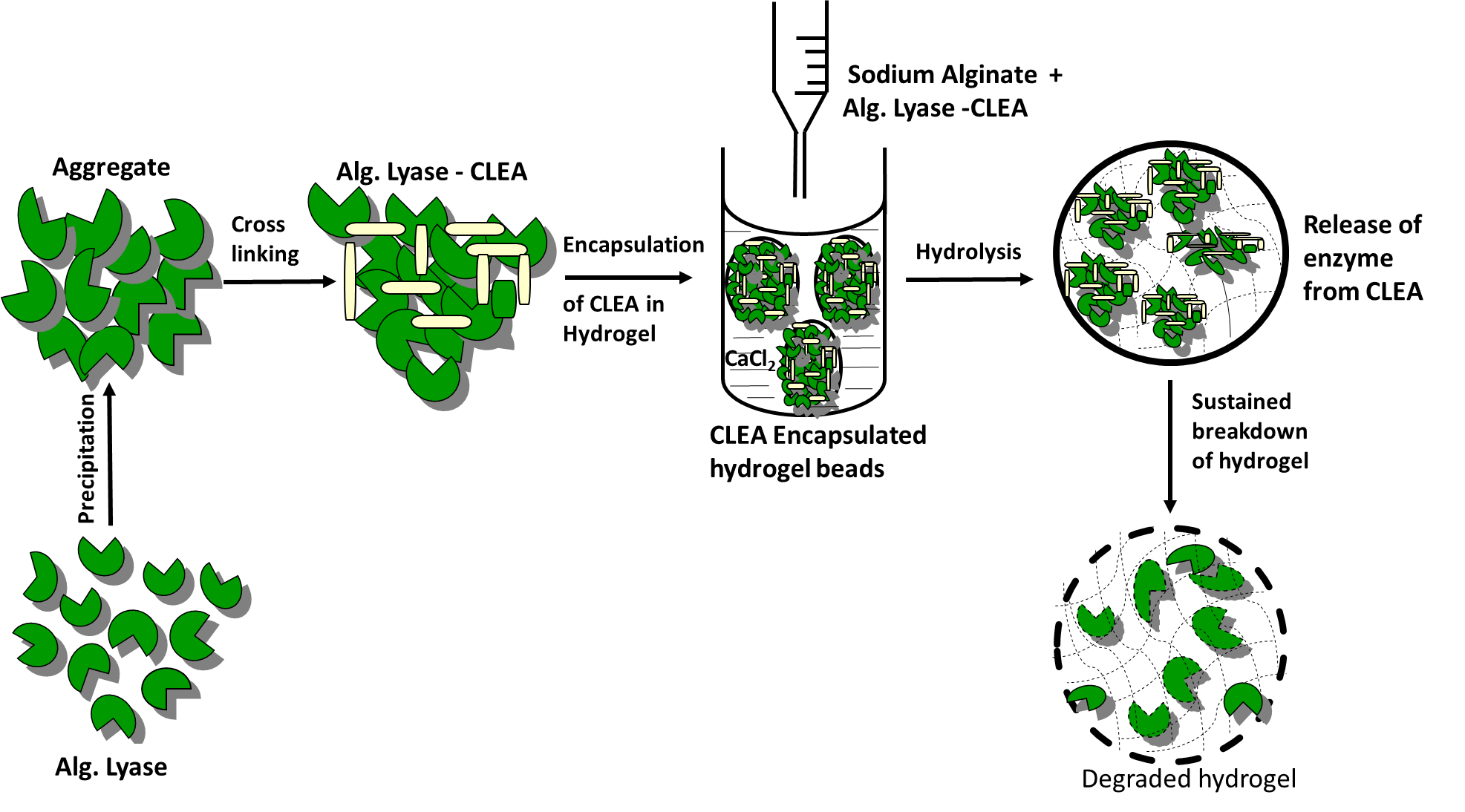 Diagrammatic representation of CLEA preparation and use in hydrogel degradation