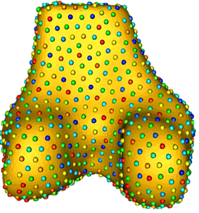 Statistical shape modeling Polamalu