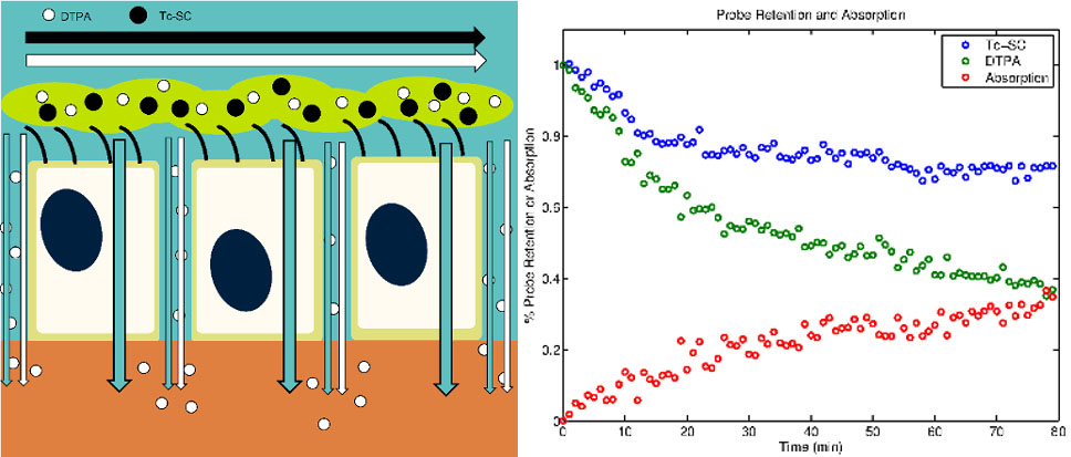 A Physiologically-Motivated Compartment-Based Model of the Effect of Inhaled Hypertonic Saline on Mucociliary Clearance and Liquid Transport in Cystic Fibrosis