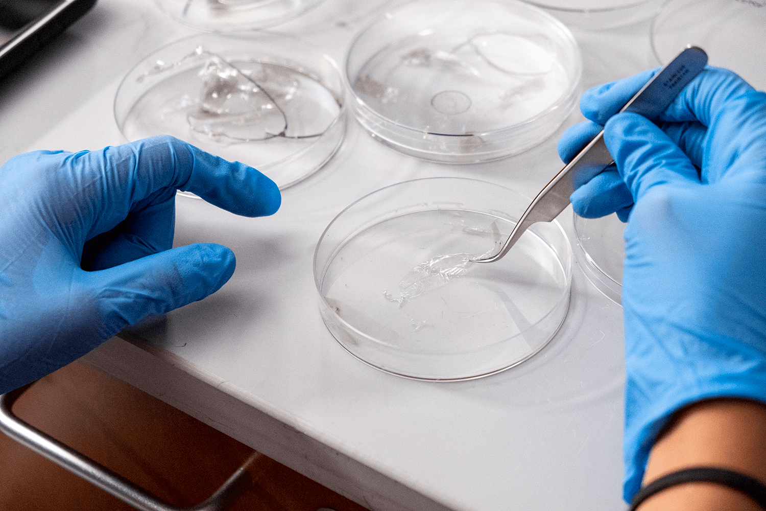  person using medical tweezers to grab something in a petri dish