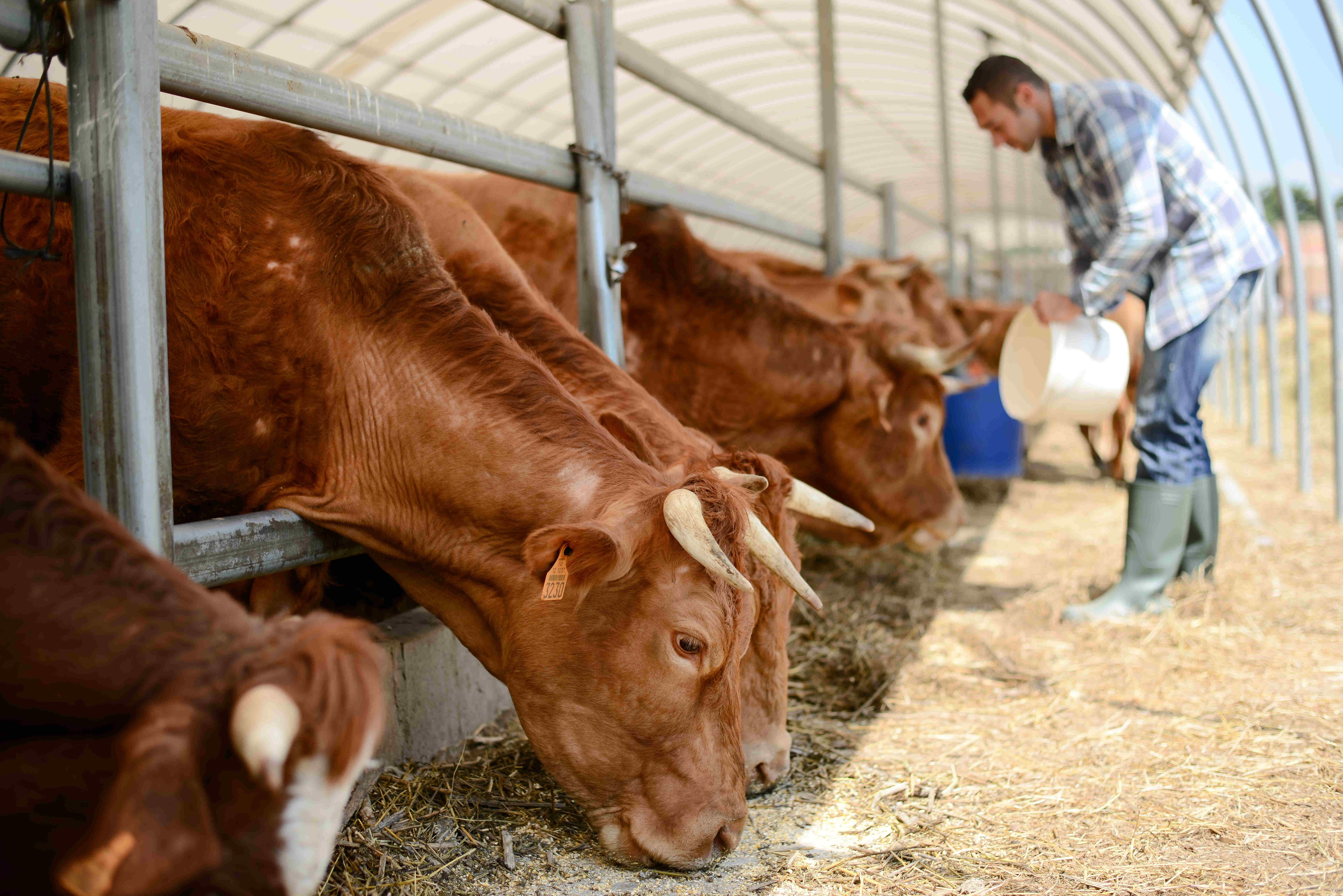 Beef cattle being fed.