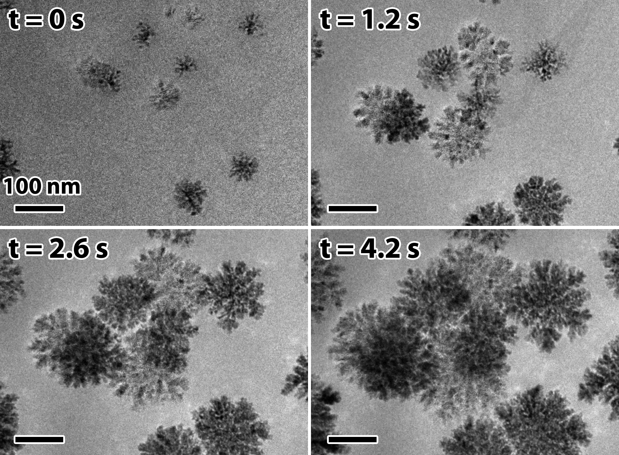  In situ Liquid TEM