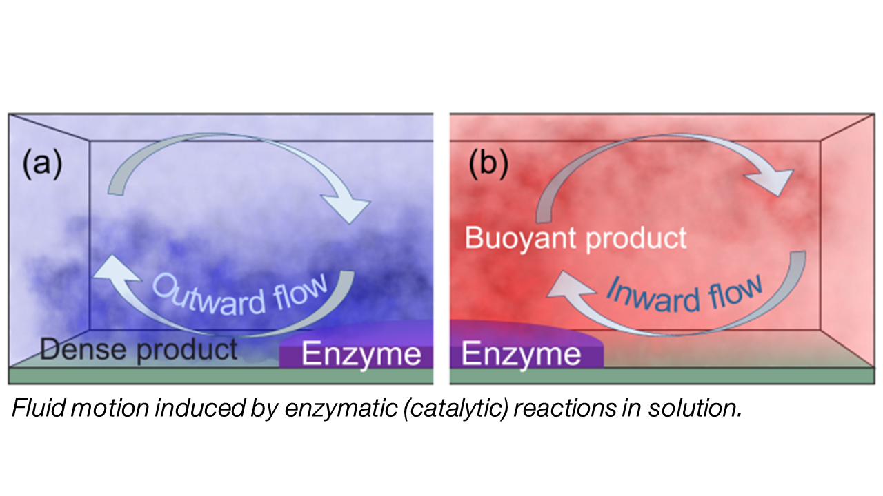 Fluid motion induced by enzymatic reations in solution