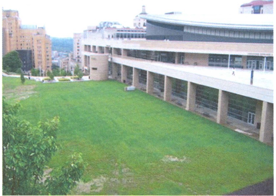 The activity lawn at the pete building
