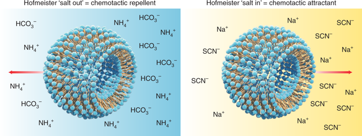 The Hofmeister series determines the surface energy of the liposome with respect to different ion species in solution