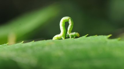 An inchworm on a leaf