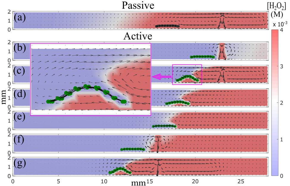  the chemically-driven motion of a catalyst-coated flexible sheet in solution