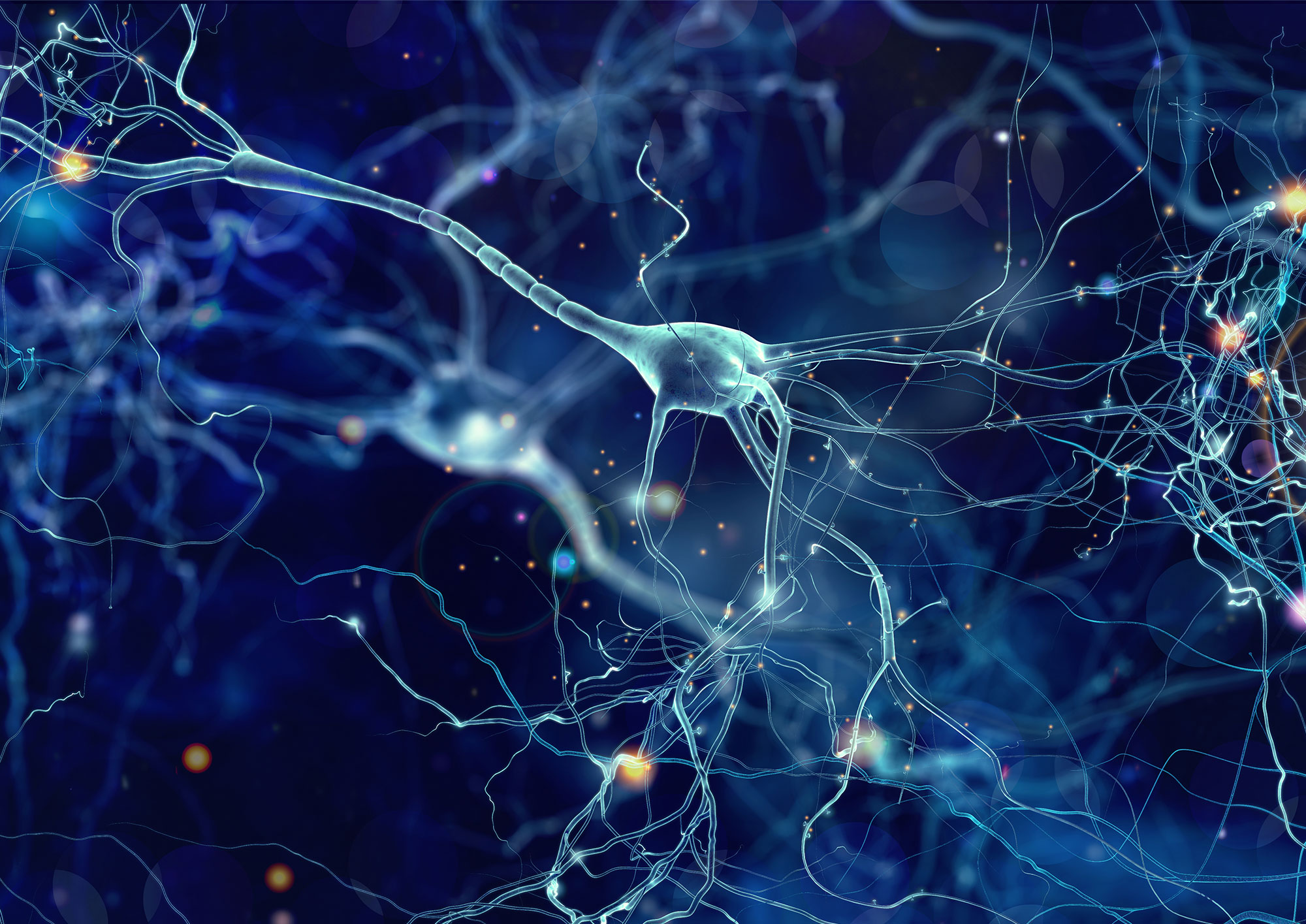 Neurons