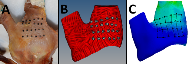 Tendon Model