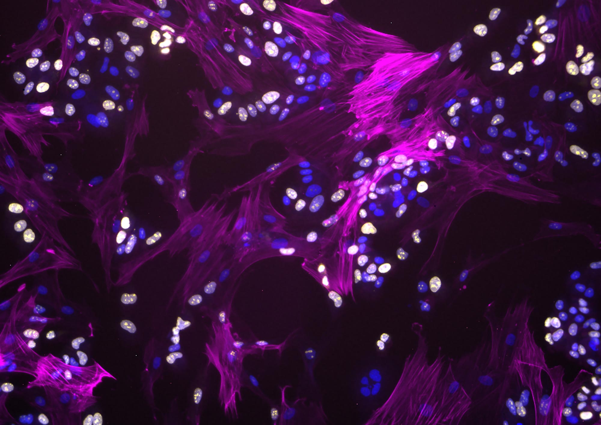 Microscopic image purple