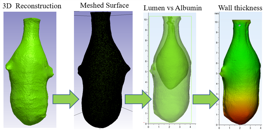 3D image of rat bladder