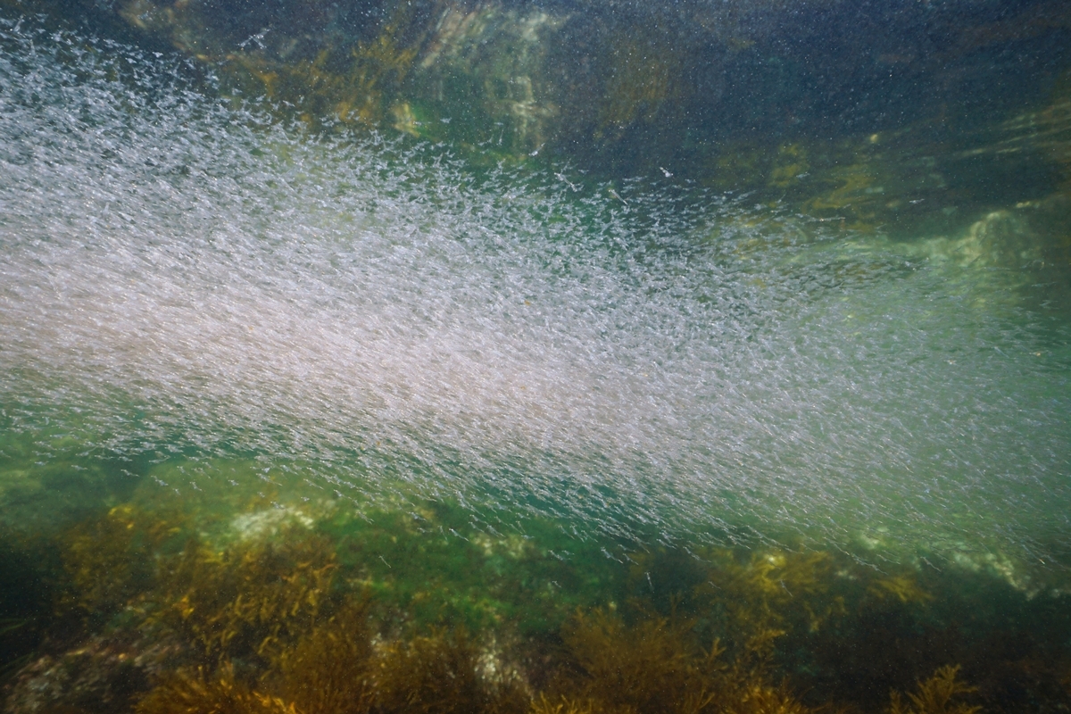 Krill swarm