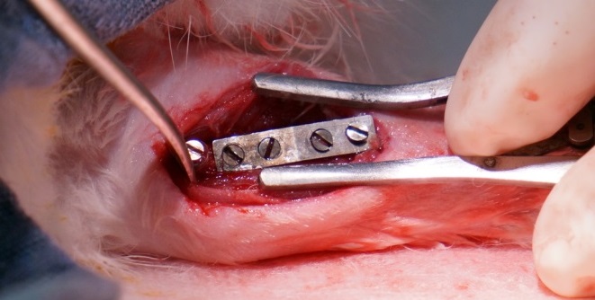 Magnesium alloy fixation plate and screws implanted to stabilize a rabbit ulna fracture Study conducted in collaboration with Drs. Charles Sfeir, Spandan Maiti, and Howard Kuhn