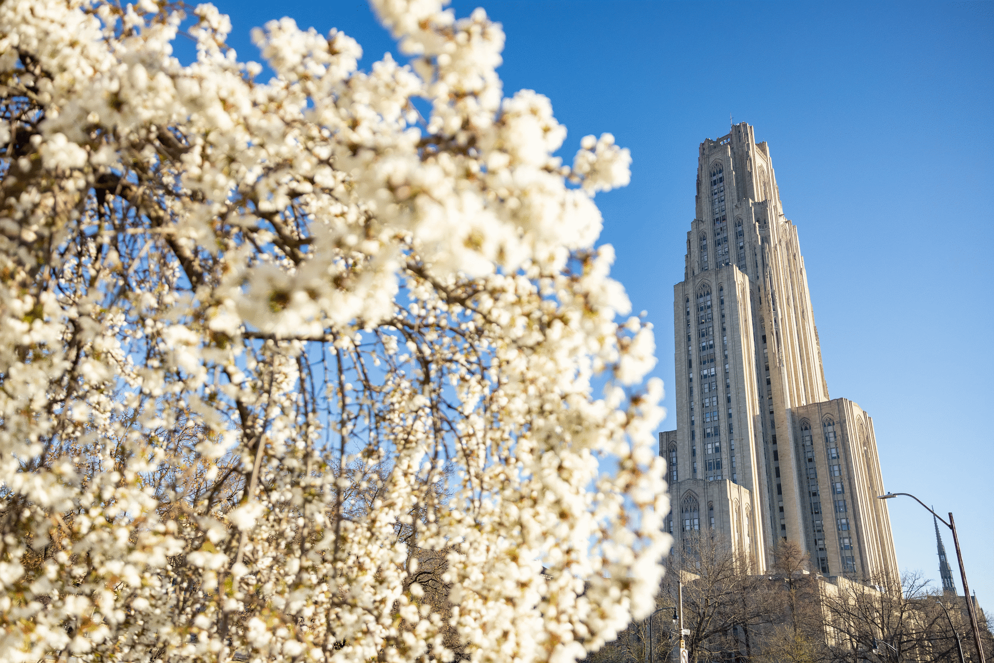 Cathedral of learning in spring