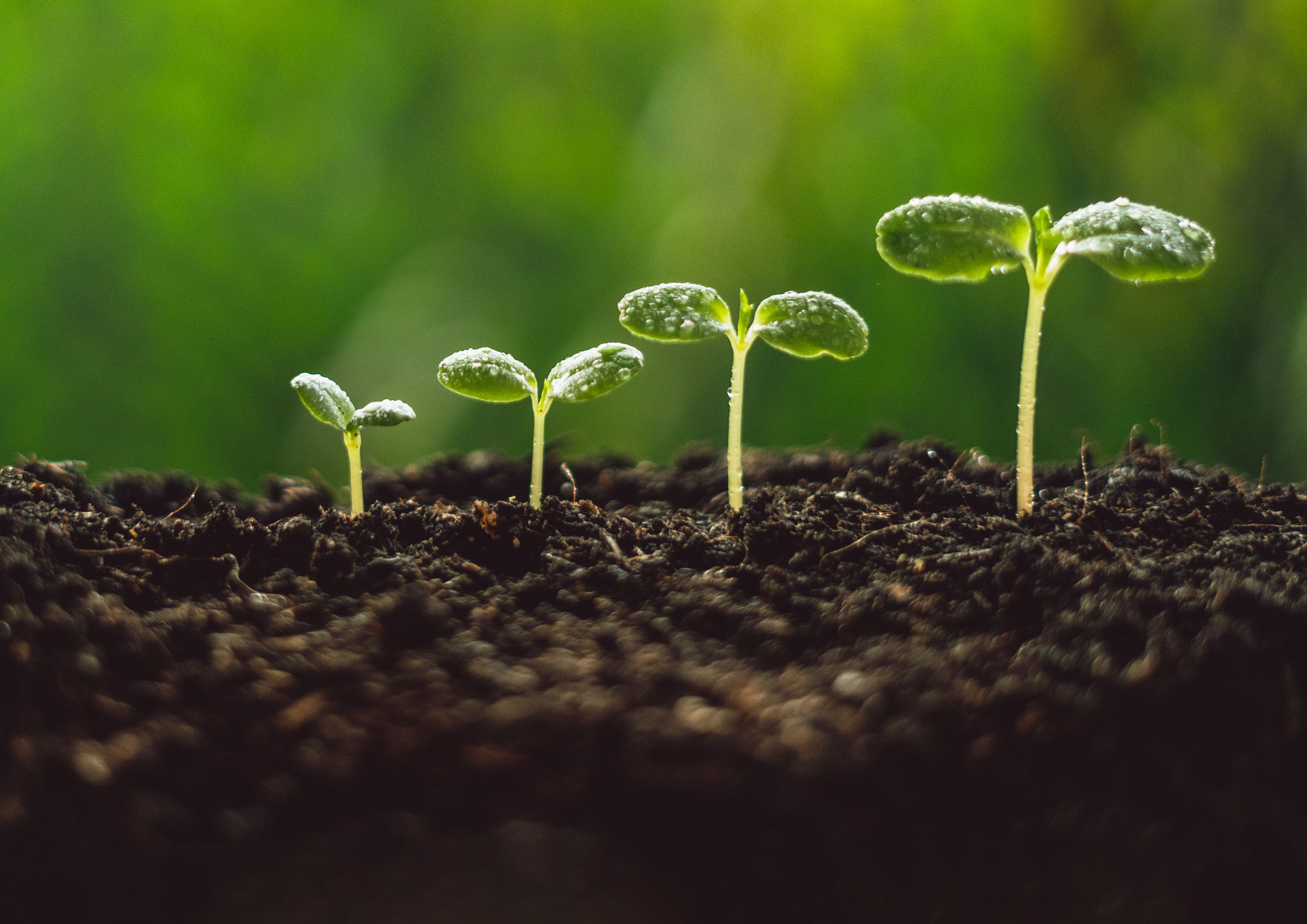 plants sprouting at different heights