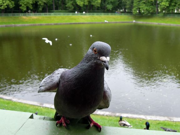 Closeup of a pigeon