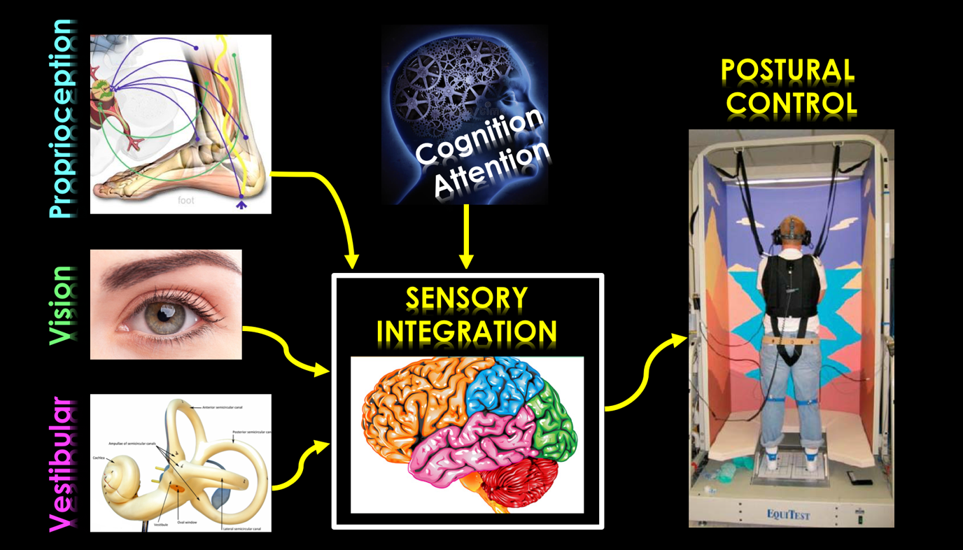 Sensorimotor Function in Clinical Populations