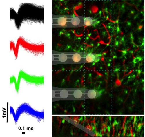 Characterization tools and paradigms for understanding the electrode-tissue interface