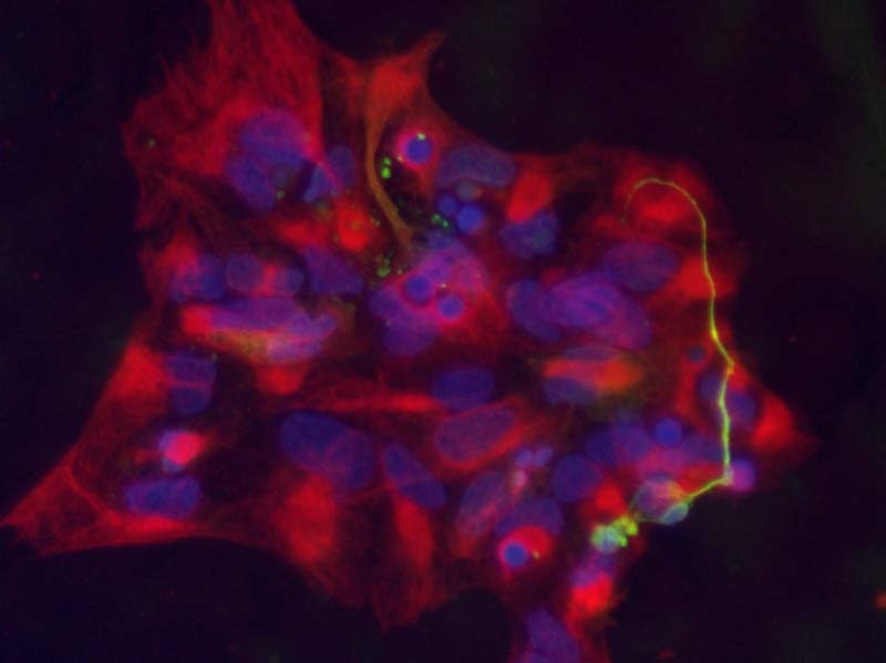 Control of stem cell growth and differentiation for functional neural tissue engineering