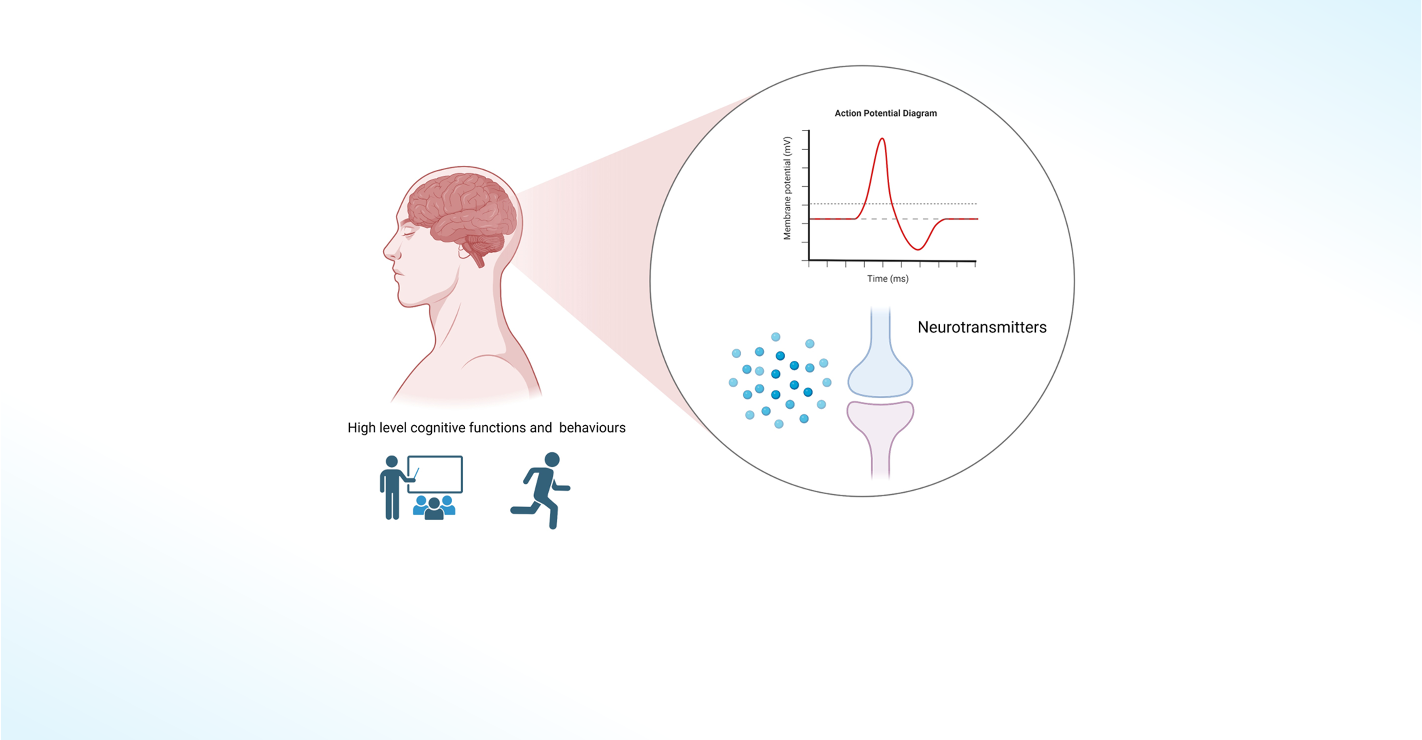 High level cognitive functions and behaviors shown as running or presenting with a look at neurotransmitters for information exchange 