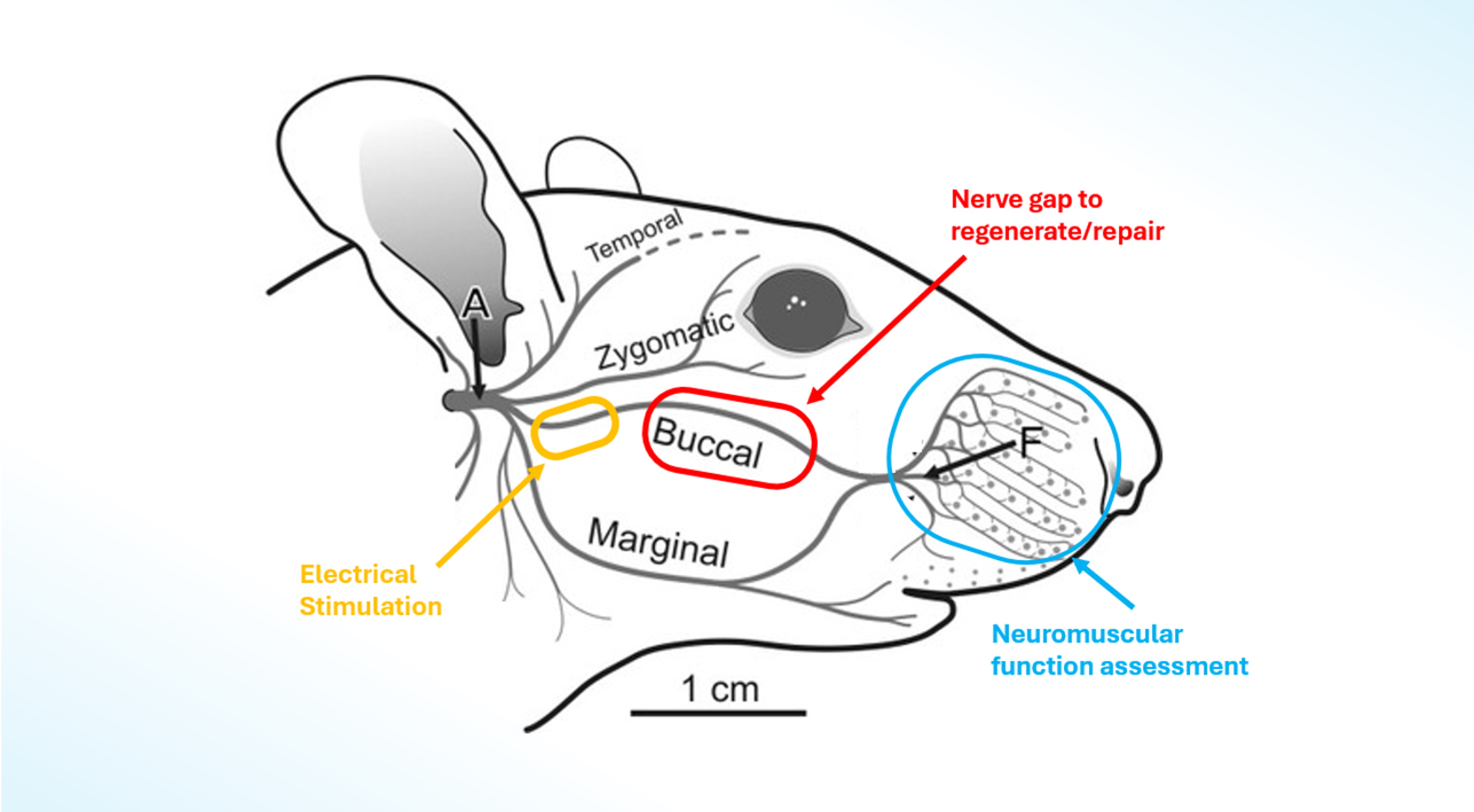 Illustration of a mouse head with the different nerve zones and where the nerve gap for regenerative repair, neuromuscular function assessment and electrical stimulation occur