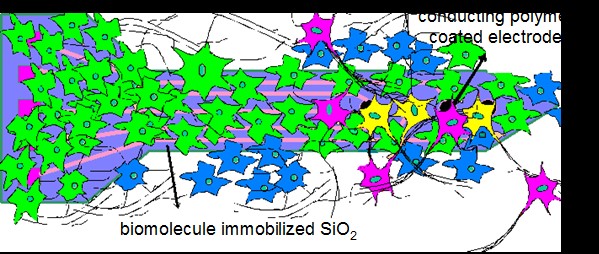Biomolecule immobilized SiO2