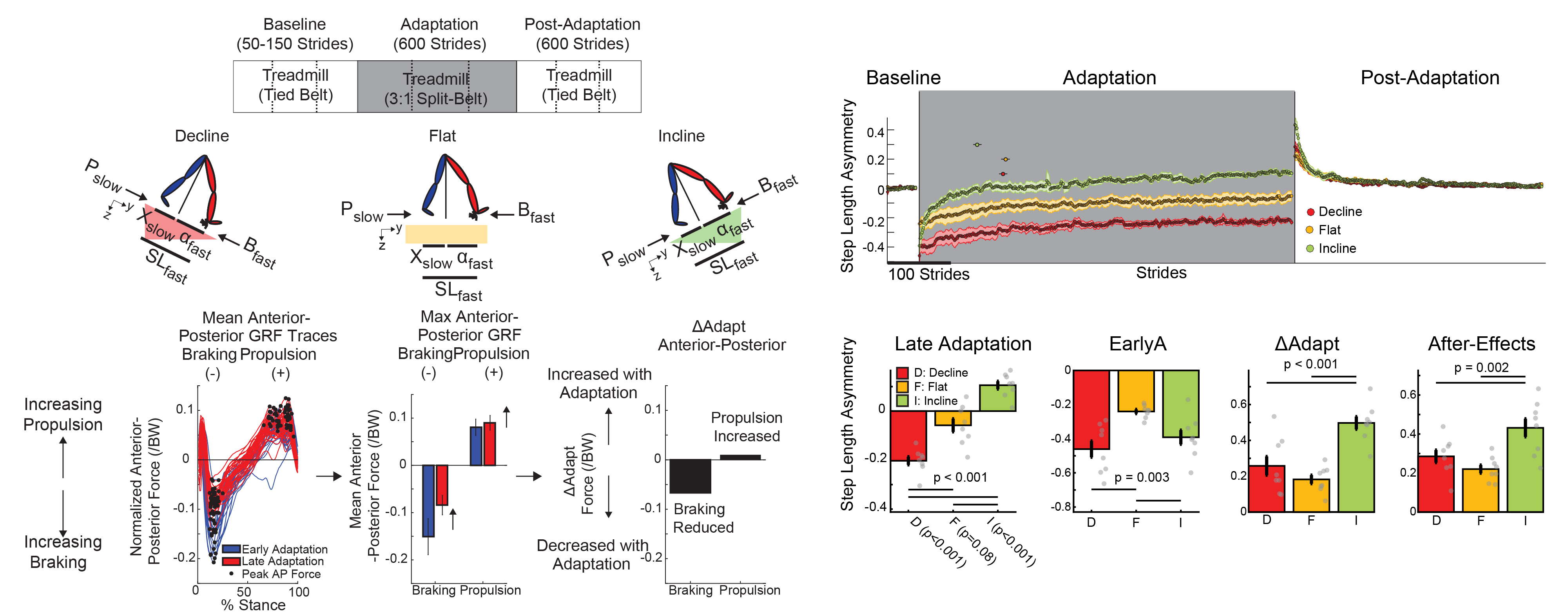 Incline Decline Study