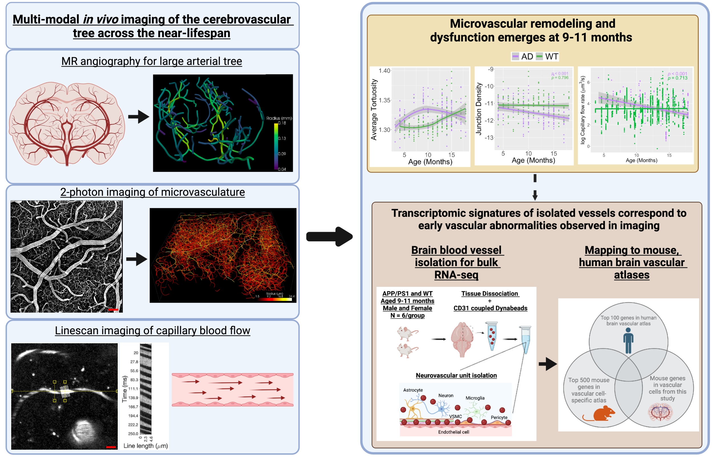 multi-modal in vivo imaging of the cerebrovascular tree across the near-lifespan 