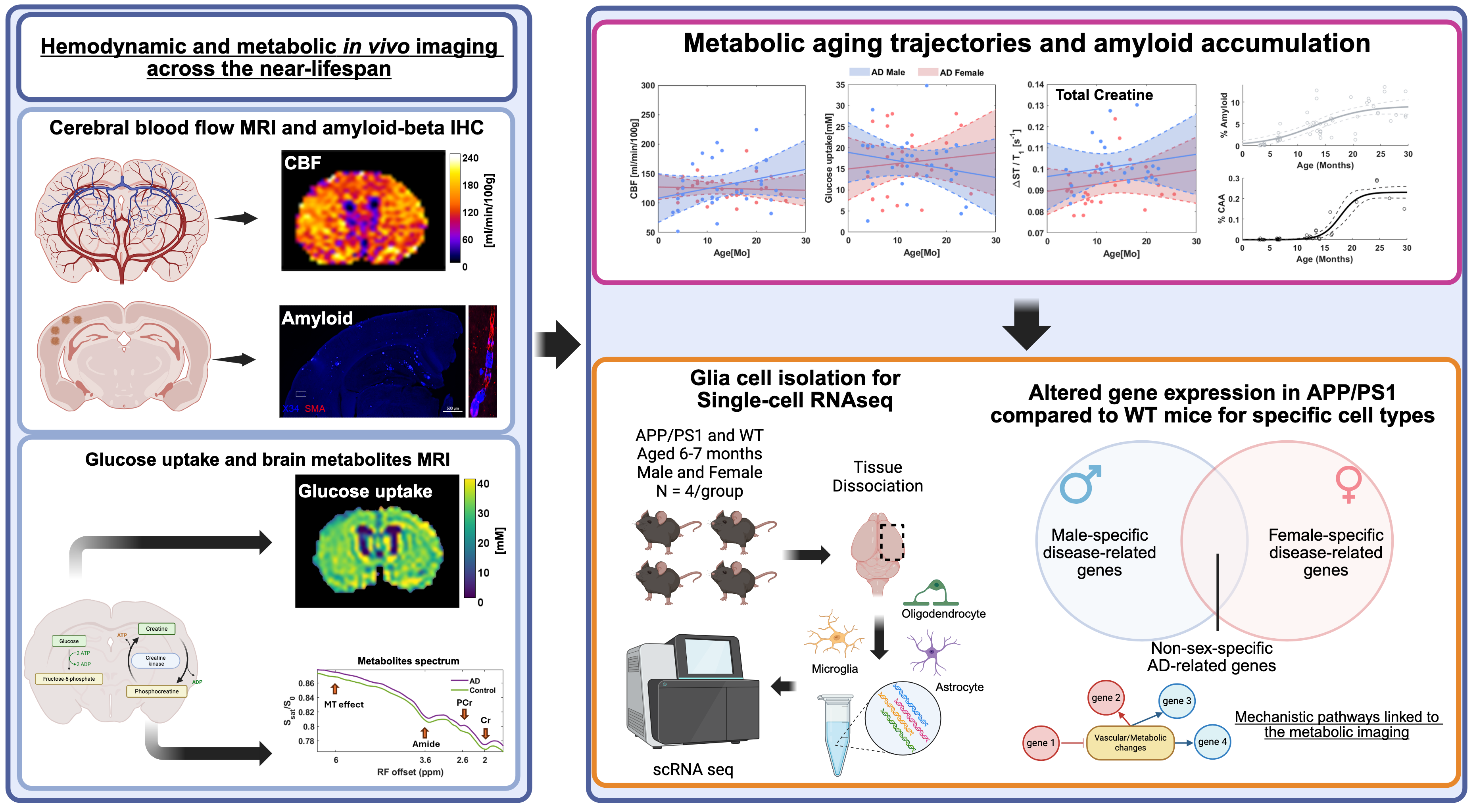 MRI of metabolites in the mouse brain and single-cell transcriptomics of glia 