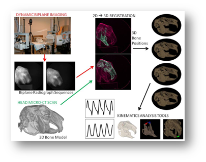 Pain, Kinematics, and Mechanical Properties 